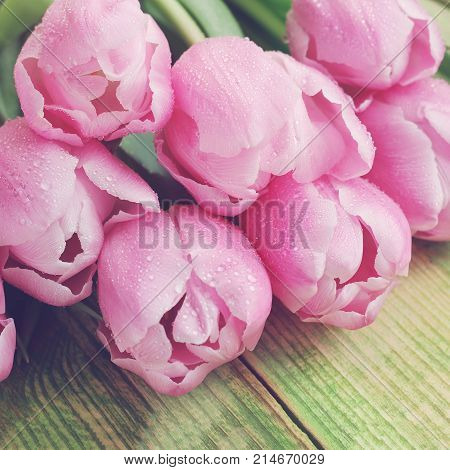 Bouquet Of Pink Tulips