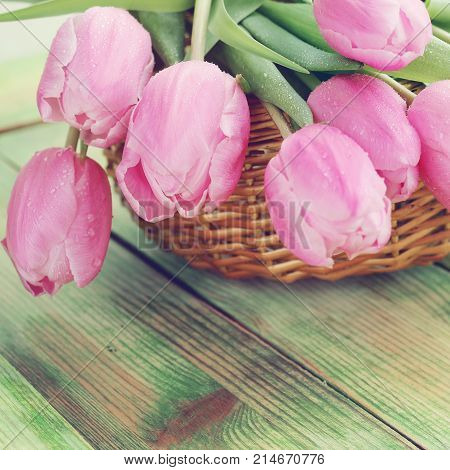 Bouquet Of Pink Tulips
