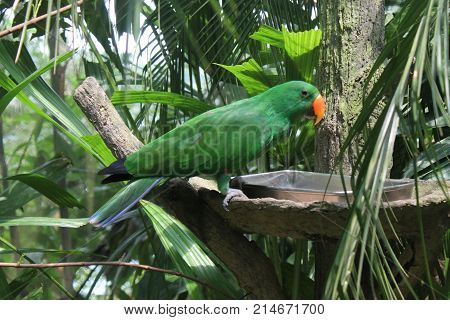 Red-lored Parrot Amazona autumnalis portrait of light green parrot with red head Costa Rica. Detail close-up portrait of bird. Bird and pink flower. Wildlife scene from tropic nature.