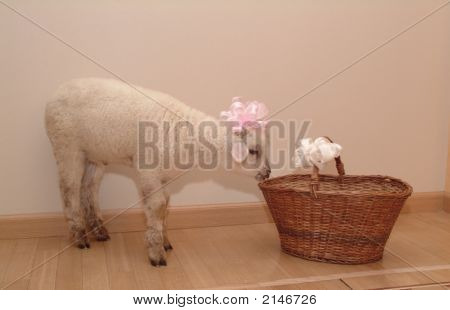 Lamb