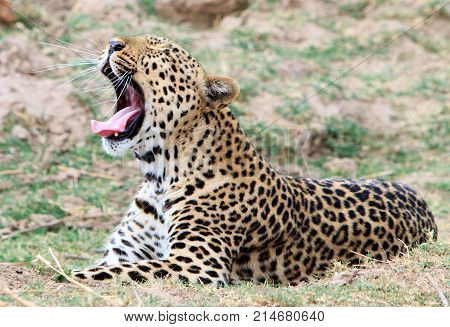 Leopard laying on the african plains yawning with large canine teeth and whiskers clearly visible. 