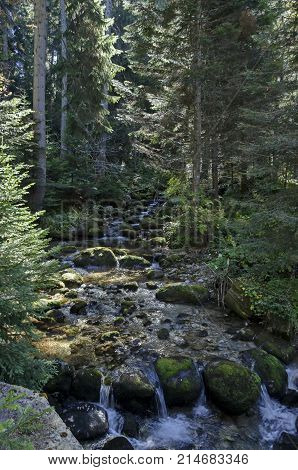 Old park Tsarska or Royal Bistritsa with terraced river and differently trees in the venerable autumnal forest near by  resort  Borovets, Rila mountain, Bulgaria