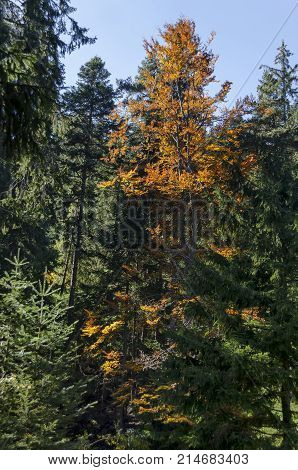 Tsarska or Royal Bistritsa park  for rest and walk with differently trees in venerable autumnal forest near by  
resort  Borovets, Rila mountain, Bulgaria