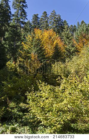 Tsarska or Royal Bistritsa park  for rest and walk with differently trees in venerable autumnal forest near by  
resort  Borovets, Rila mountain, Bulgaria