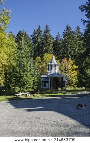 Beautiful  landscape with autumnal  venerable pine tree and old chapel, located in Old park Tsarska or Royal 
Bistritsa near by  resort  Borovets, Rila mountain, Bulgaria