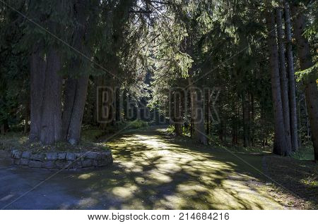 Tsarska or Royal Bistritsa park  for rest and walk with differently trees in venerable autumnal forest near by  
resort  Borovets, Rila mountain, Bulgaria