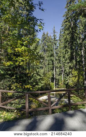Old park Tsarska or Royal Bistritsa with terraced river and differently trees in the venerable autumnal forest 
near by  resort  Borovets, Rila mountain, Bulgaria