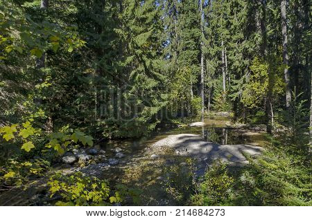 Old park Tsarska or Royal Bistritsa with terraced river and differently trees in the venerable autumnal forest near by  resort  Borovets, Rila mountain, Bulgaria