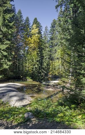 Old park Tsarska or Royal Bistritsa with terraced river and differently trees in the venerable autumnal forest  near by  resort  Borovets, Rila mountain, Bulgaria