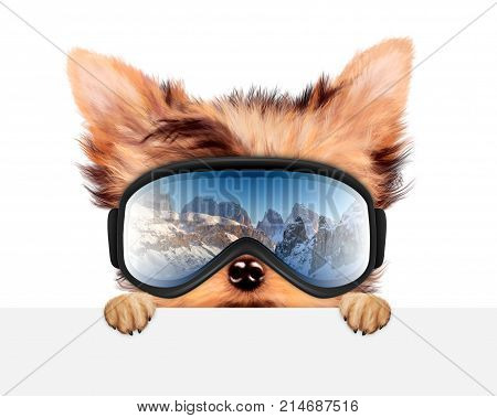 Funny Dog wearing ski goggles hiding behind banner. Winter glass mask with reflection of mountains. New Year and Christmas concept. Realistic 3D illustration.
