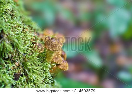 Honey fungus on a tree stump in a forest in autumn