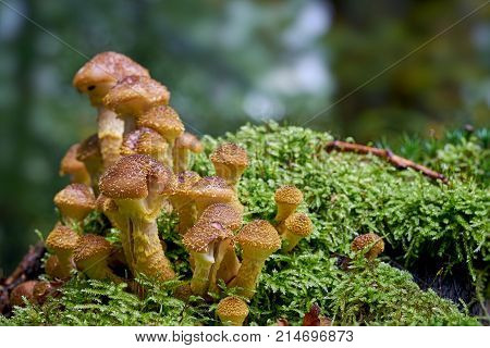 Honey fungus on a tree stump in a forest in autumn
