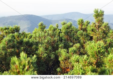 Spinney juniper (Juniperus) at mountain ridge background.