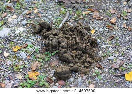 horse feces on forest path in autumn