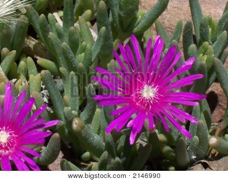 Fiore di cactus