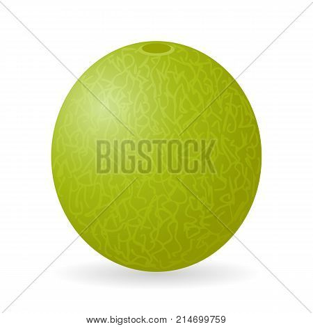 Vector illustration of cantaloupe melon isolated on white background