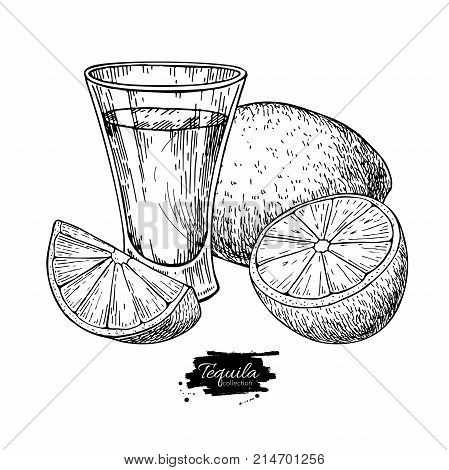 Tequila shot glass with lime. Mexican alcohol drink vector drawing. Sketch of shot glass cocktail with citrus fruit slice. Engraved illustration for label, icon, bar or restaurant menu.