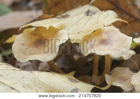 Pholiota lubrica mushrooms on a soil with autumn leaves