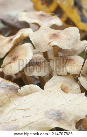 Pholiota lubrica mushrooms on a soil with autumn leaves
