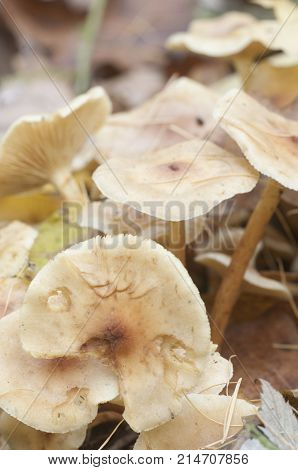 Pholiota lubrica mushrooms on a soil with autumn leaves