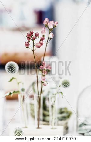 Graceful pink flowers and plants arrangement in glass test tubesstanding ikebana in laboratory light background. Minimal elegant composition. Concept of biological research biotechnology natural research making perfumes scientific experiment