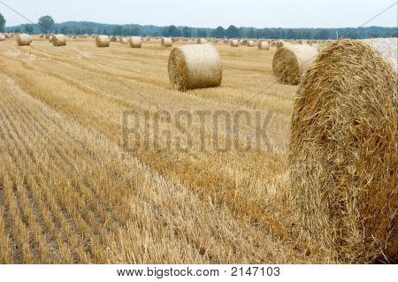 Feld