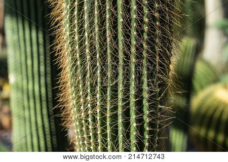 cactus neobuxbaumia polylopha succulent desert close up
