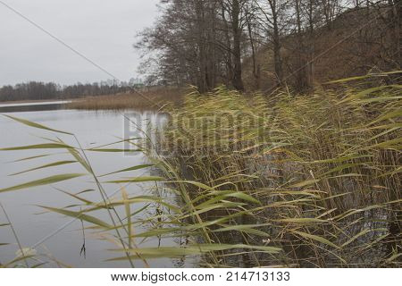 Reed On The Shore Of The Lake