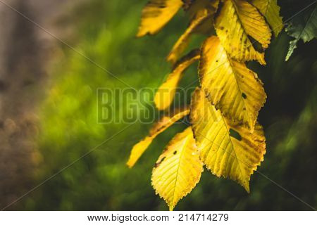 Yellow Autumn Leaves Against The Background Of A Green Forest.