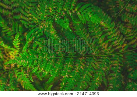 Beautiful Ferns Leaves Green Leaves Natural Floral Fern Background In Sunlight.