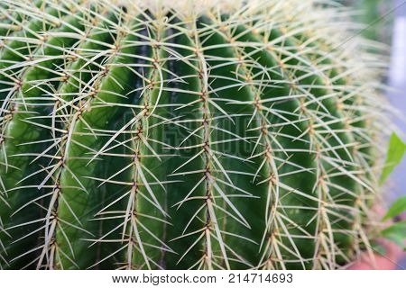 echinocactus succulent close up background texture pattern spikes design