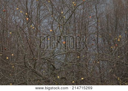 Apples On A Tree Without Leaves