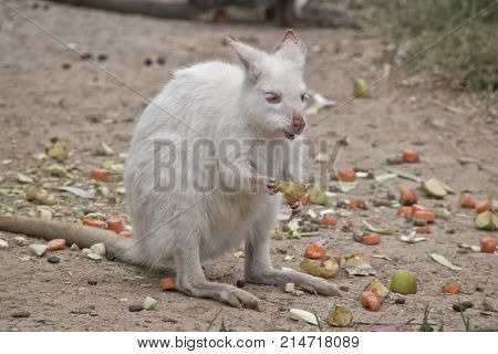 the albino tammar wallaby is eating a pear