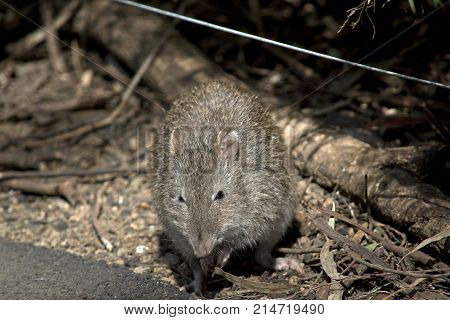 the long nose potoroo is looking for food