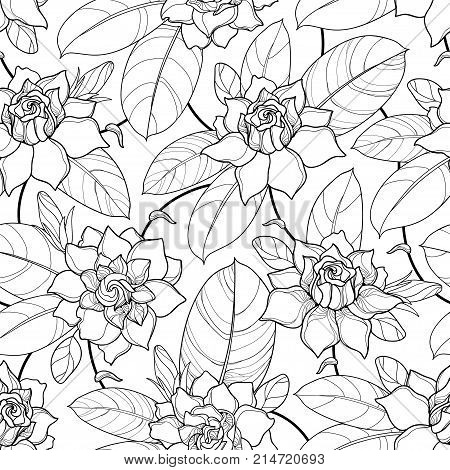 Vector seamless pattern with outline Gardenia. Ornate flower, bud and leaves in black on the white background. Floral pattern with Gardenia in contour style for summer design and coloring book.