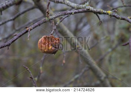 Apples On A Tree Without Leaves