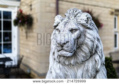 Portrait of a noble and regal male lion stone statue in a stately home garden in England, United Kingdom