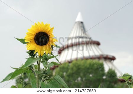 blooming sunflower. In the background the millennium tower in Magdeburg