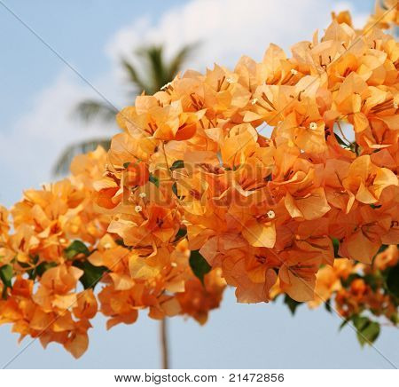 Orange Bougainvillea
