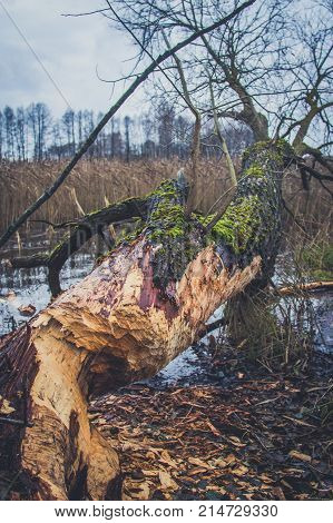 Trunks of trees damaged by beavers in autumn.