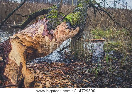Trunks of trees damaged by beavers in autumn.