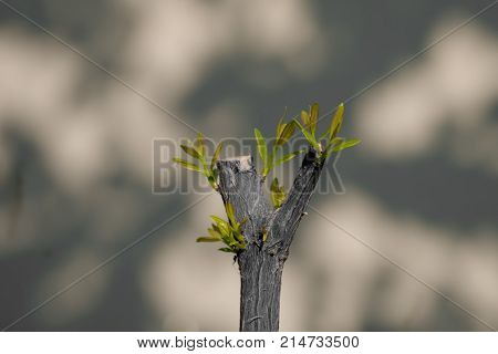 Tree branch with bud embryonic green leave shoot. gray abstract background.