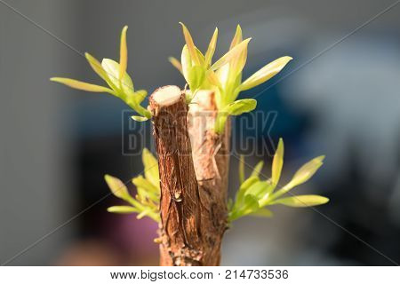 Tree branch with bud embryonic green leave shoot. gray abstract background.