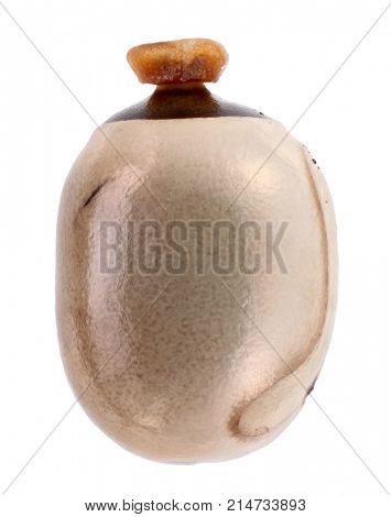 Egg of stick insects - Tirachoidea jianfenglingensis 