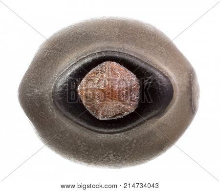 Egg of stick insects - Pharnacia sp. Bicol