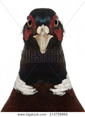 Close up of Male European Common Pheasant, Phasianus colchicus, against white background