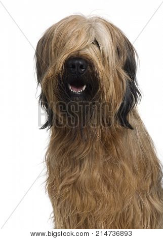 Briard, 1 Year Old, in front of white background