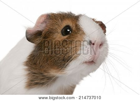Guinea pig, Cavia porcellus, in front of white background