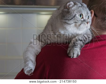 A homemade cat with a bandage. A wound on the paw. A man is holding a cat in his arms. Animal protection.