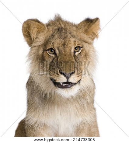 Lion, Panthera leo, 9 months old, in front of a white background, studio shot